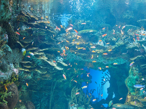 Maior-aquario-do-mundo-08