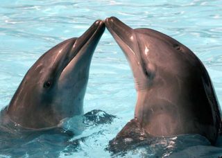 Golfinhos beijo