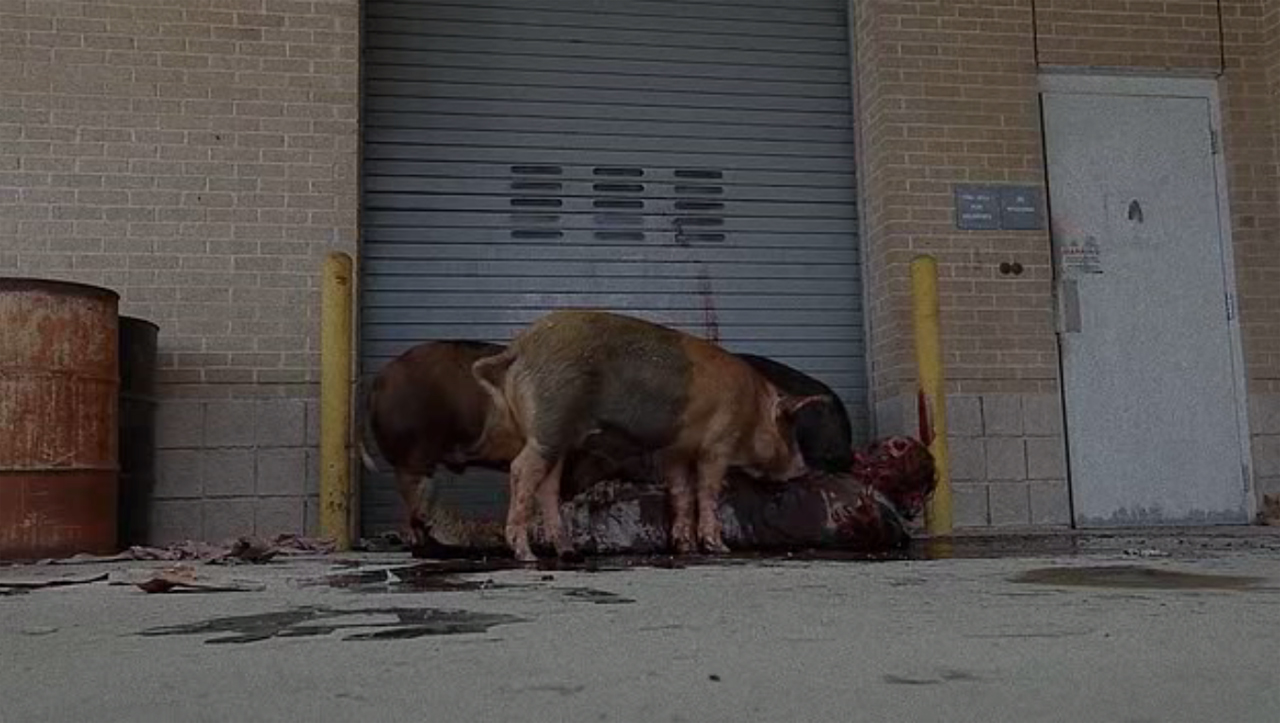 The Walking Dead 7ª Temporada | Comer animais alimentados com zumbis tem consequências?