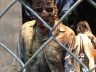 The walking dead san diego comic con 2017 stand 19