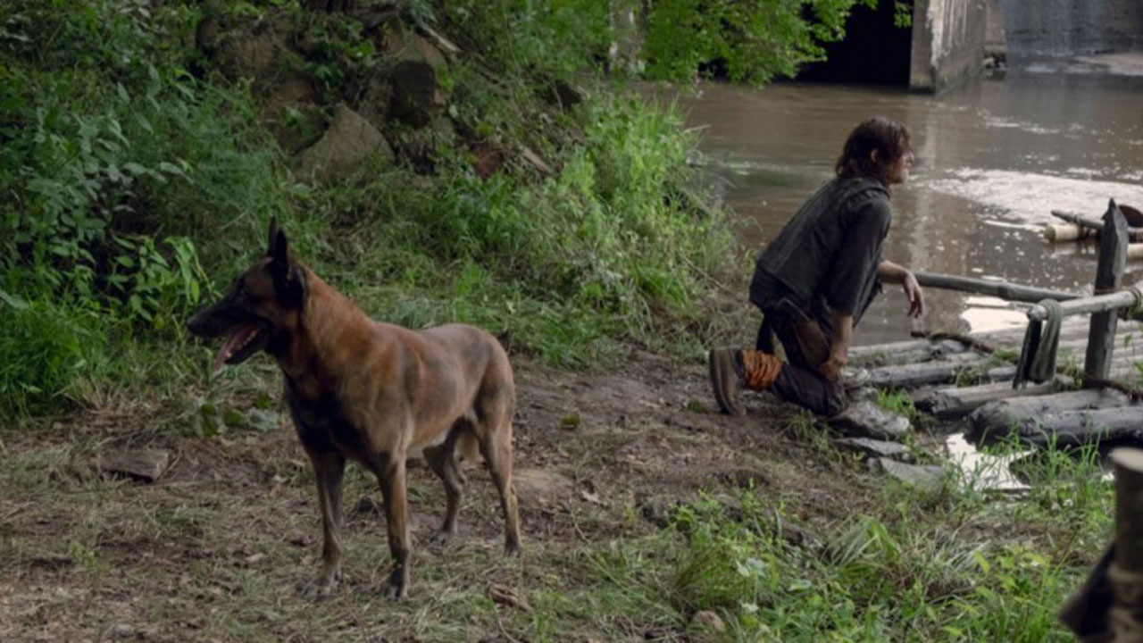 Cão, o cachorro de Daryl, no 7º episódio da 9ª temporada de The Walking Dead.