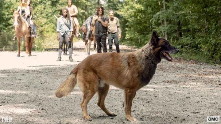 Cão, o cachorro de daryl, no 9º episódio da 9ª temporada de the walking dead.